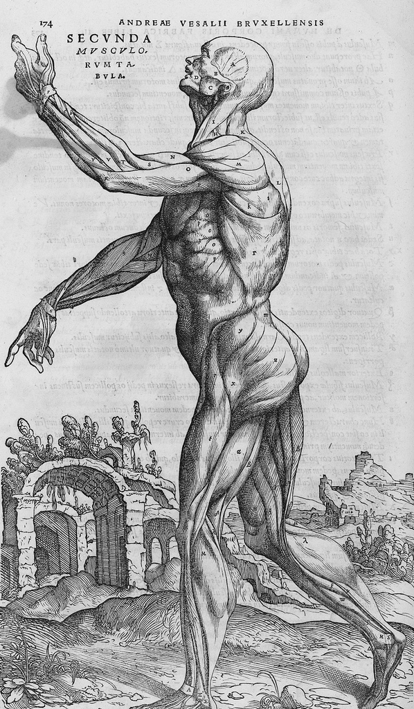 Andreas Vesalius, anatomical plate showing human skeleton from De Humani Corporis Fabrica, 1543