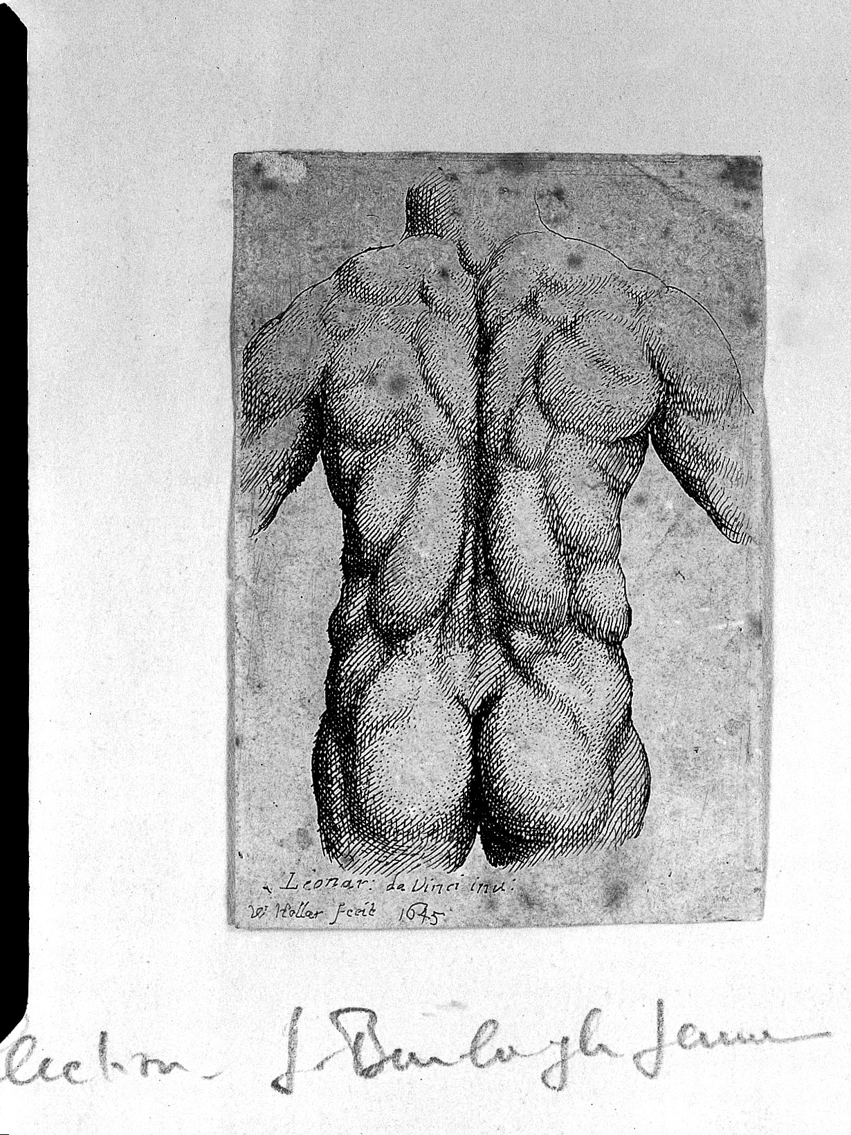Engravings after Leonardo da Vinci anatomical studies showing muscles and bones of the human body
