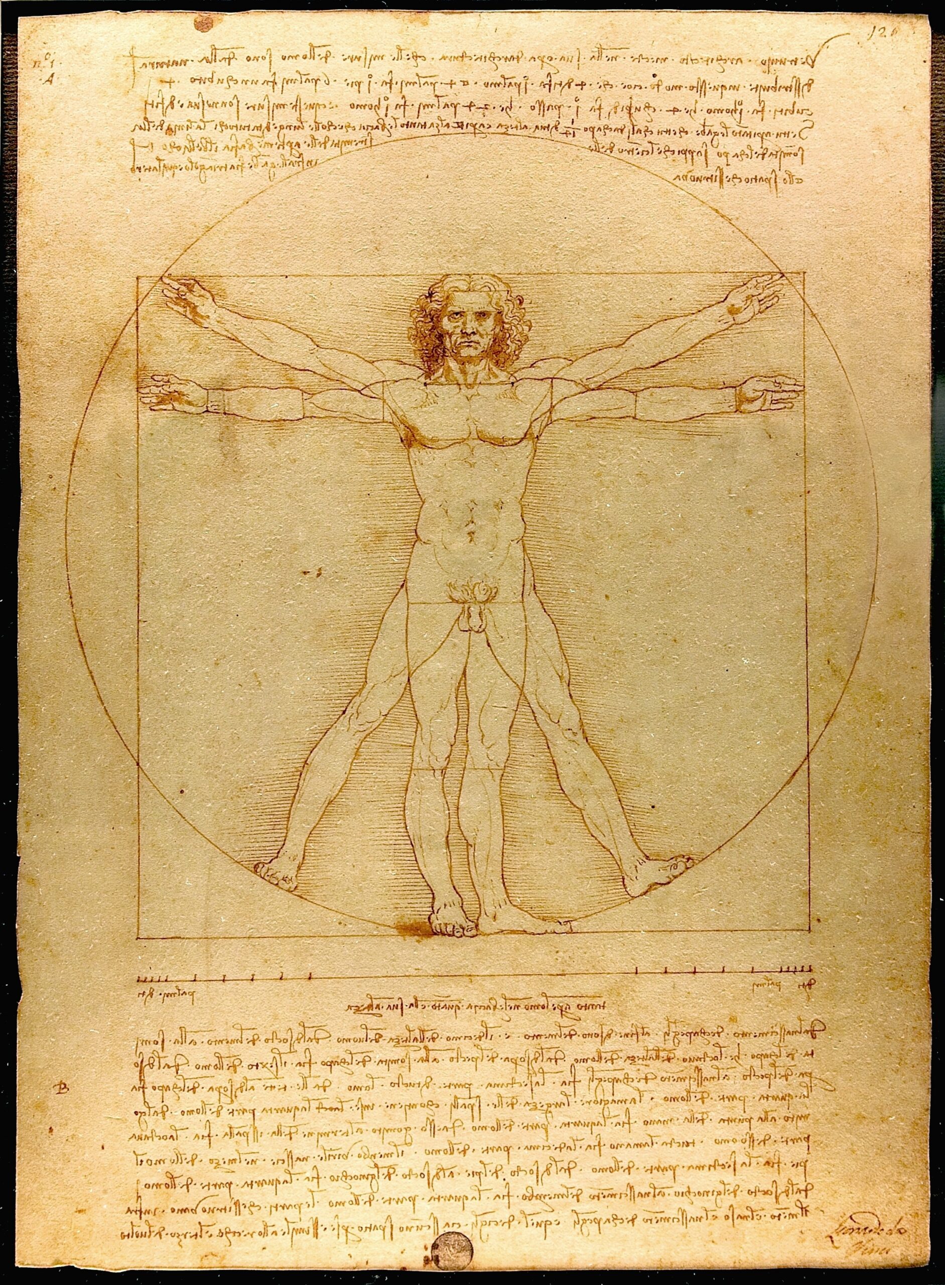 Leonardo da Vinci Vitruvian Man, male nude in geometric proportions